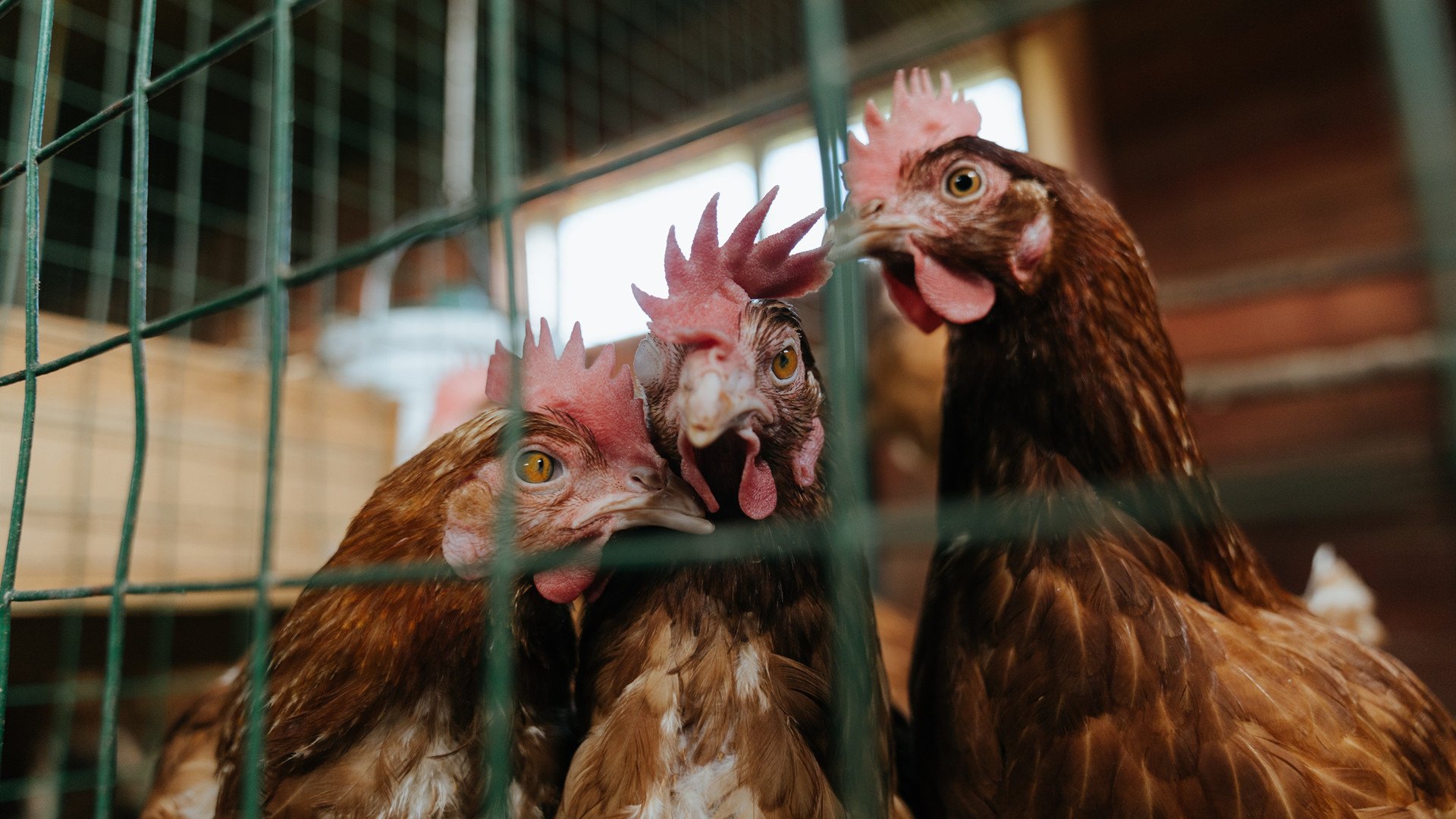 kaiyun中国官方网站-伊朗青少年马术选手在2024年全国青少年马术锦标赛中表现出色，获得多项荣誉。