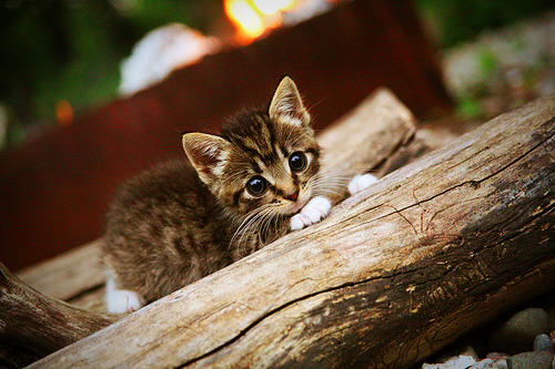 全国青少年“篮球科普推送”在微信平台上线，弘扬体育文化，篮球比赛微信公众号推送