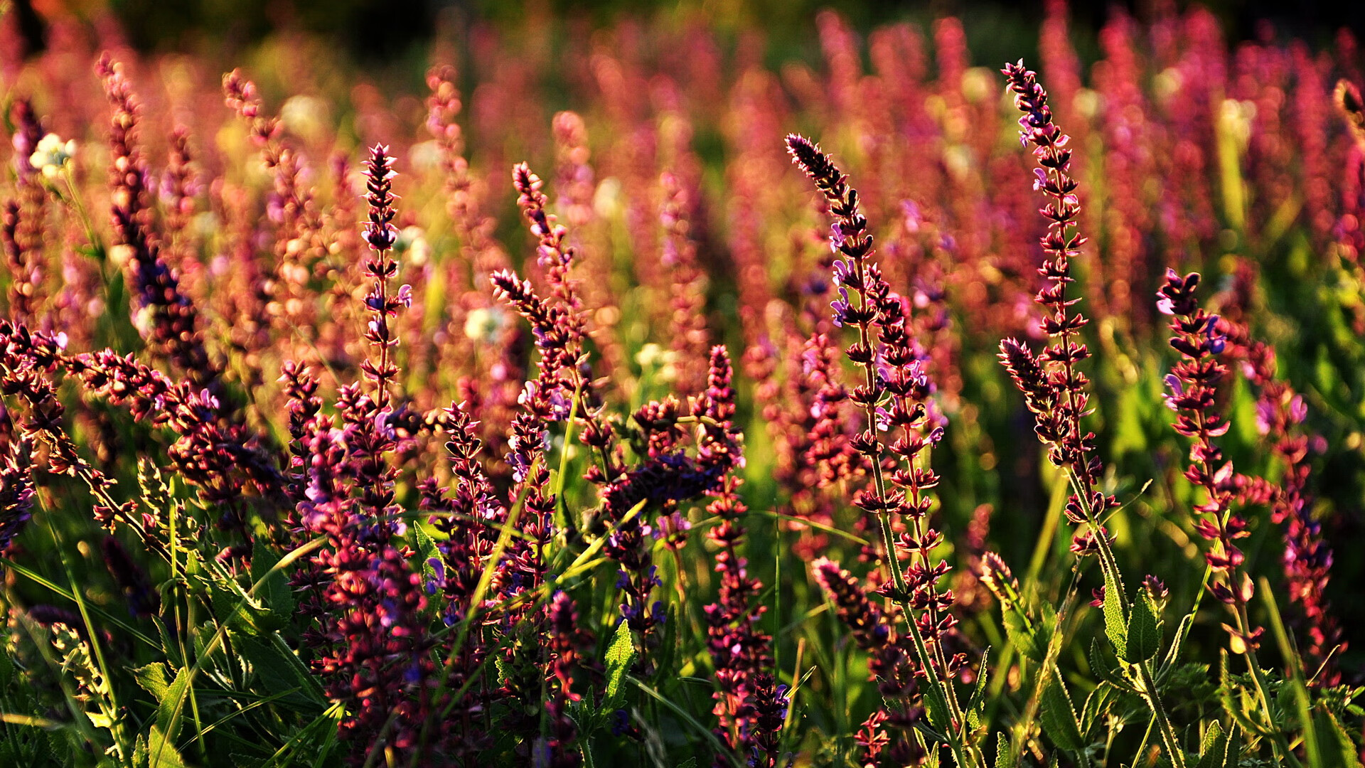 史上最强阵容:NBA历史上的黄金阵容推荐,nba历史最强阵容图片